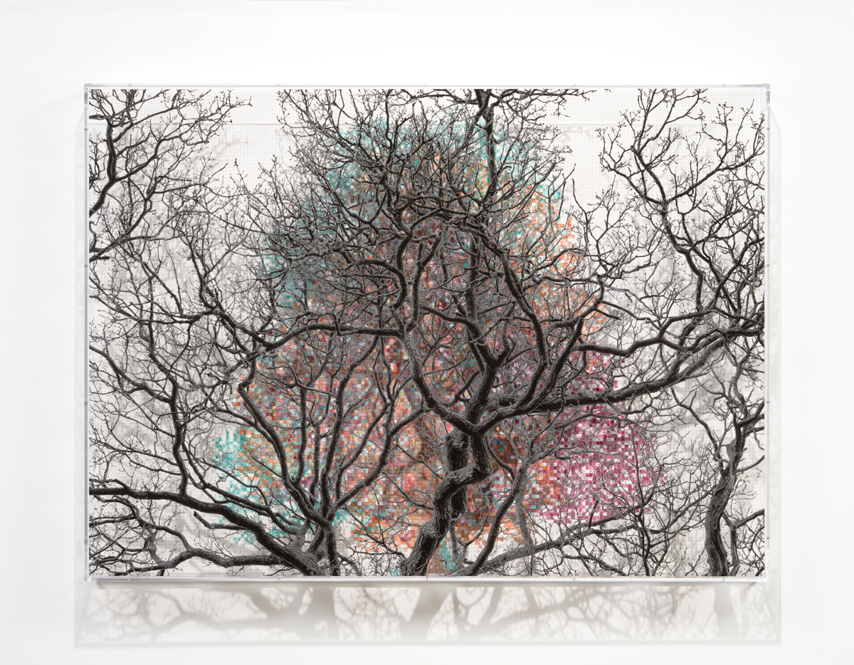 An artwork showing the bare branches of a tree with a colorful grid behind it. 