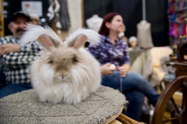 Gus, a 2-year-old English angora rabbit sits at Janet Fasnacht's booth on Saturday at the Reading-Berks Guild of Craftsmen's 73rd annual Holiday Fine Art & Craft Festival at Kutztown University. (SPECIAL TO THE READING EAGLE - SUSAN L. ANGSTADT)