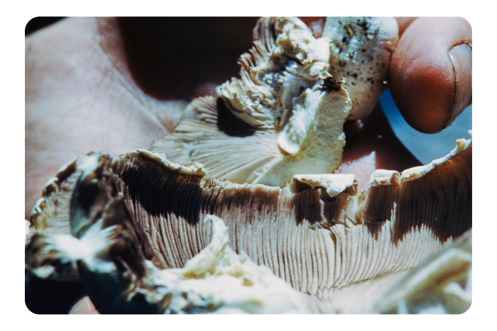 A close-up of the rim of a button mushroom 