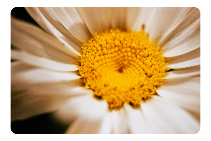 A close-up of the central yellow disc and white petals of a daisy. 