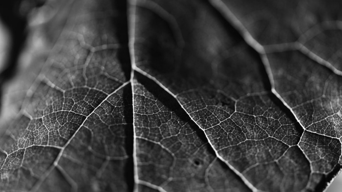 A close-up view of a leaf