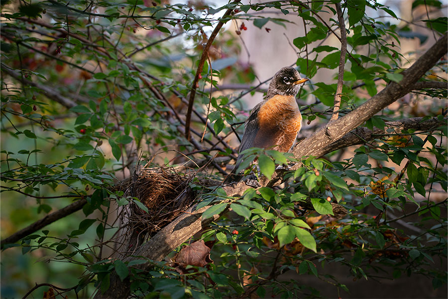 “American Robin” with empty nest