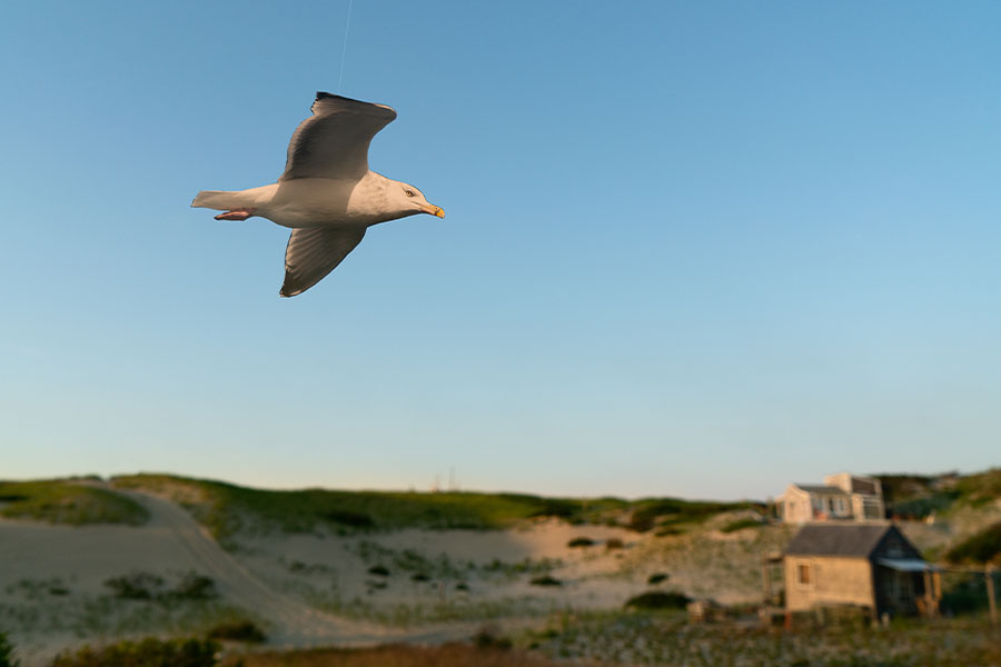 “Great Black-backed” Gull flying over sand dunes