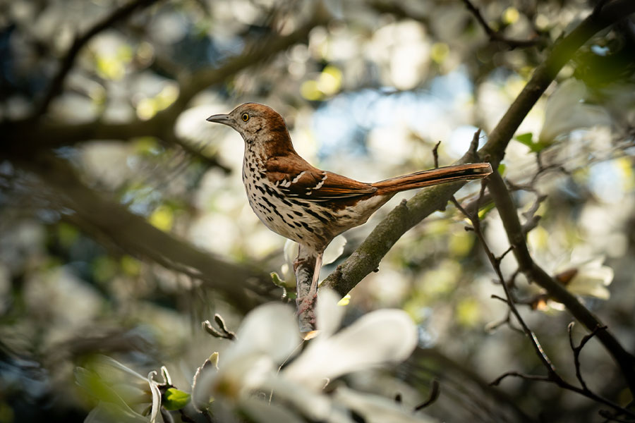 “Brown Thrasher” in a magnolia tree