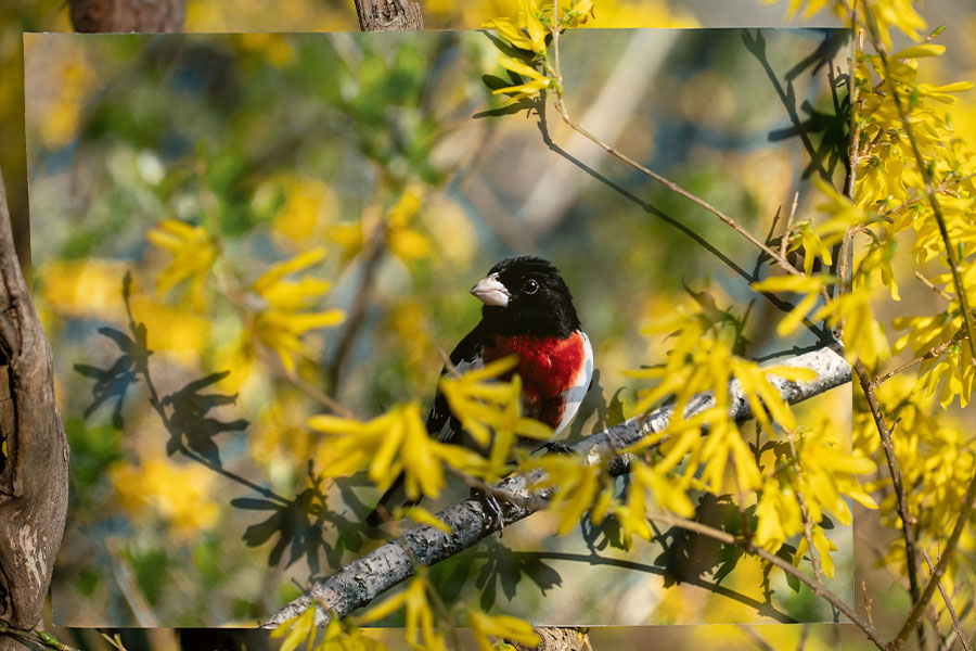 “Rose-breasted Grosbeak” in forsythia bush