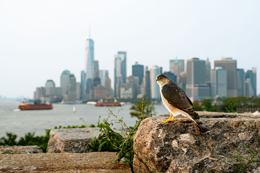 “Sharp-shinned Hawk” sitting on a rock with view of cityscape 