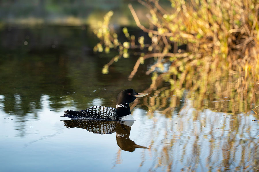 “Yellow-billed Loon” swimming on a lake