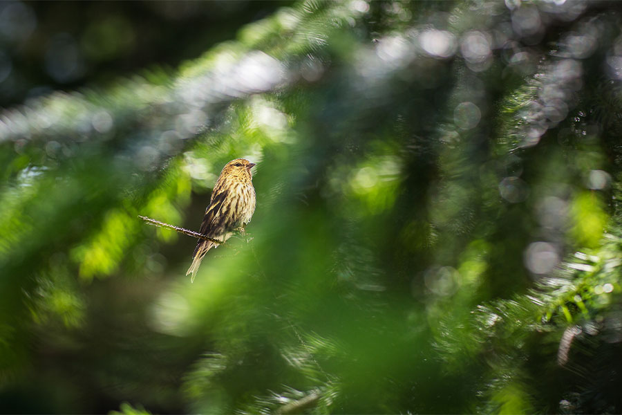 “Pine Siskin” in evergreen tree