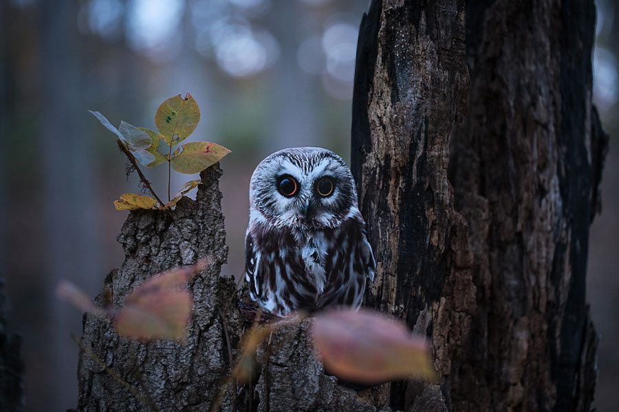 “Northern Saw-whet Owl” at dusk