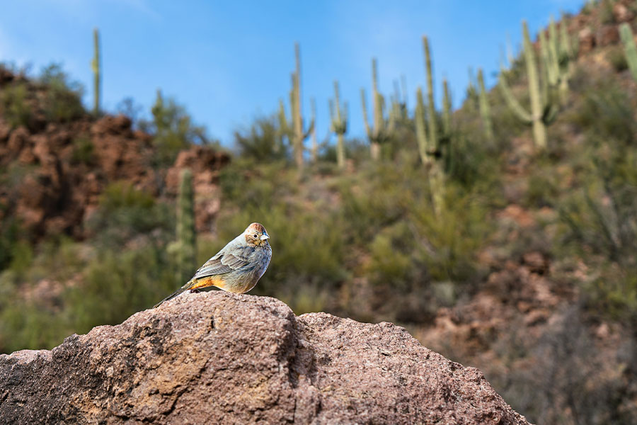 “Canyon Towhee” in desert landscape