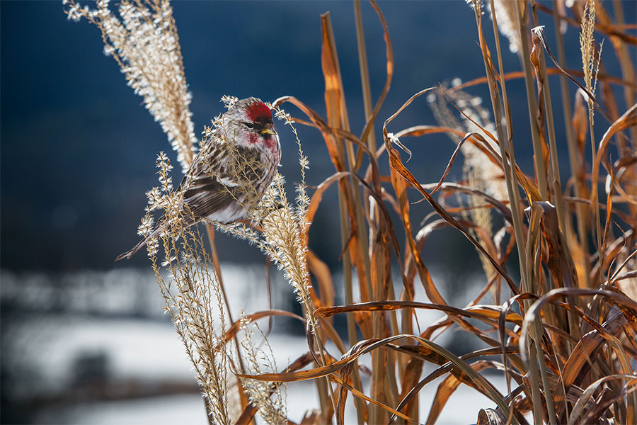 “Common Redpoll” in winter landscape