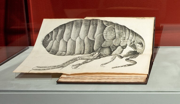 Detailed engraving of a flea