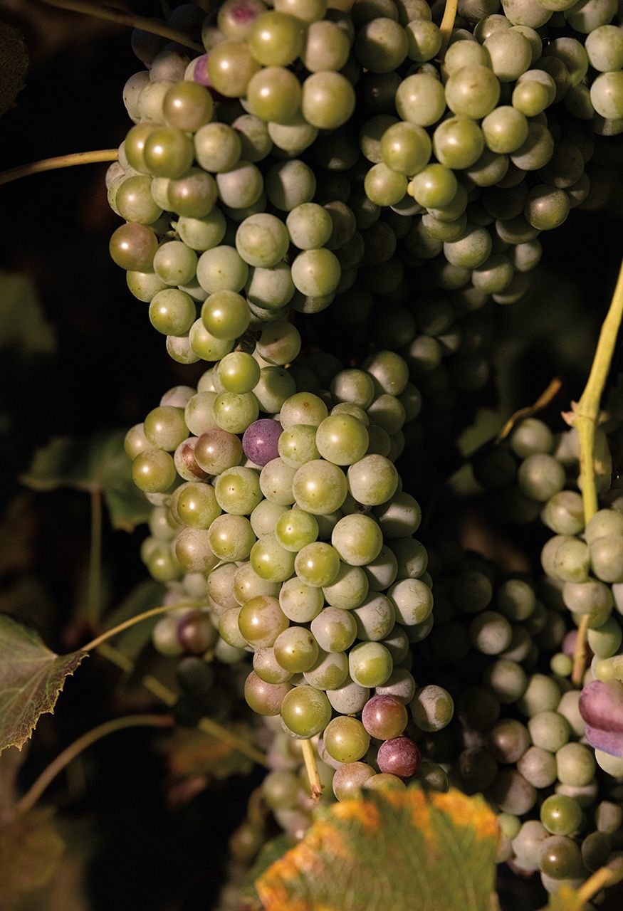 Stark-Star grapes hang in rich bunches—one of more than 40 varieties grown at TerraVox.