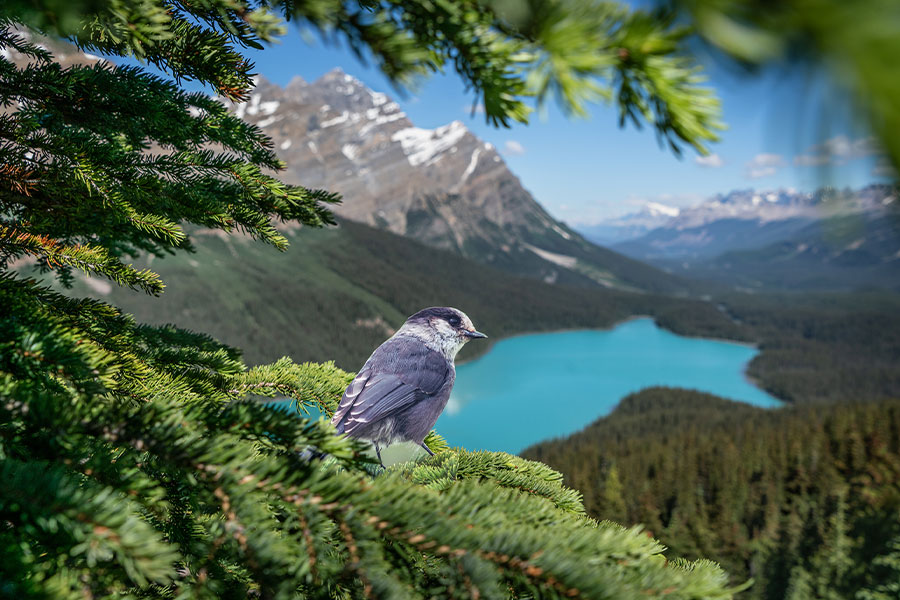 “Canada Jay” in evergreen tree overlooking a glacial lake