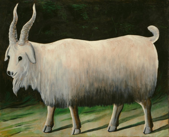 A white goat with big horns