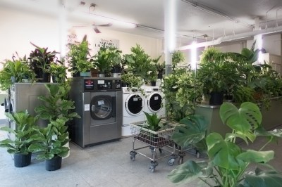 A laundromat with potted plants atop washers and in baskets.