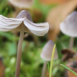 Fairy Parasol