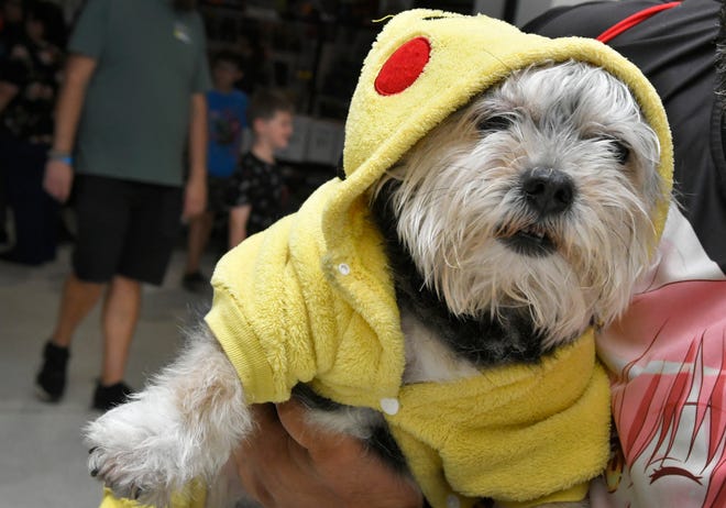 Dino, a Yorkie Maltese mix, was cosplaying as a Pokemon at the Melbourne Toy and Comic Con at the Melbourne Auditorium. T